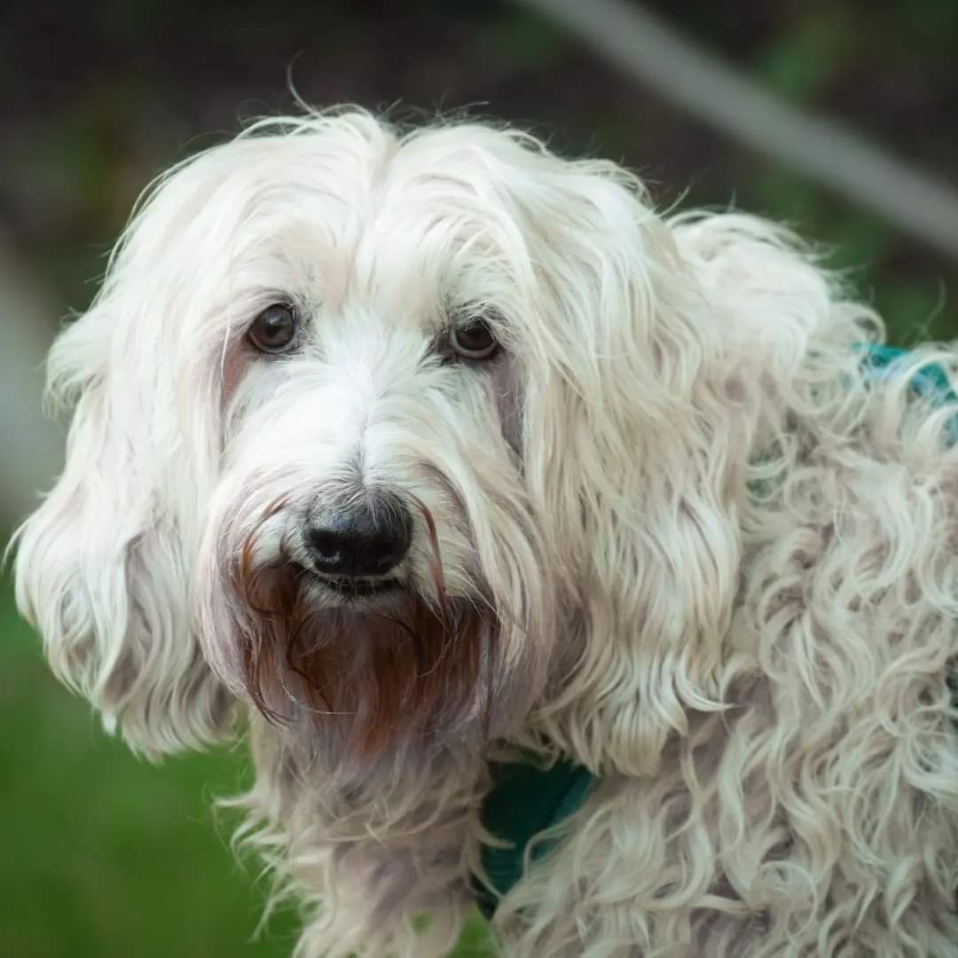 Stundenweise Betreuung für Hunde